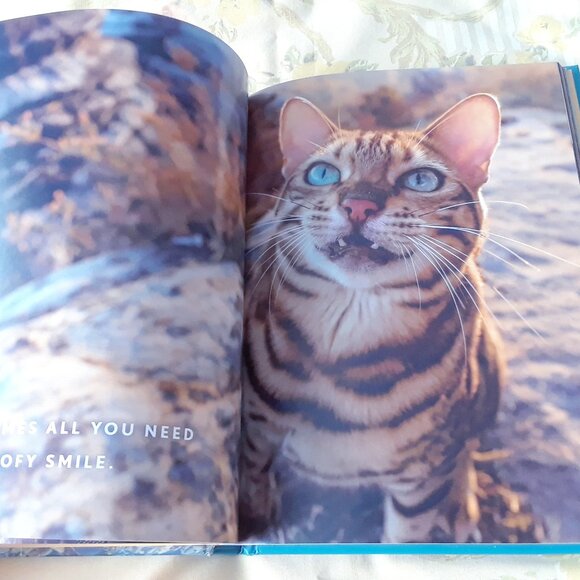 Travels of Suki the Adventure Cat - Picture 6 of 7